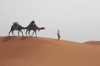 Caravanes de chameaux dans le désert