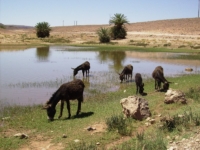 Ânes dans une oasis Maroc