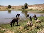 Ânes dans une oasis Maroc