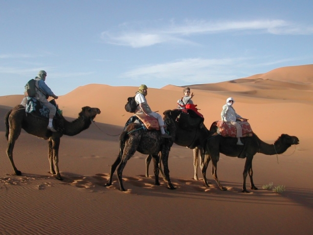 Dromadaires dans les dunes du Maroc