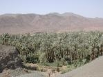 Oasis dans le désert du Maroc