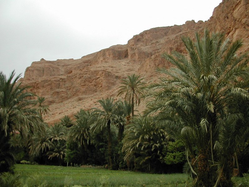 Oasis dans le désert du Maroc